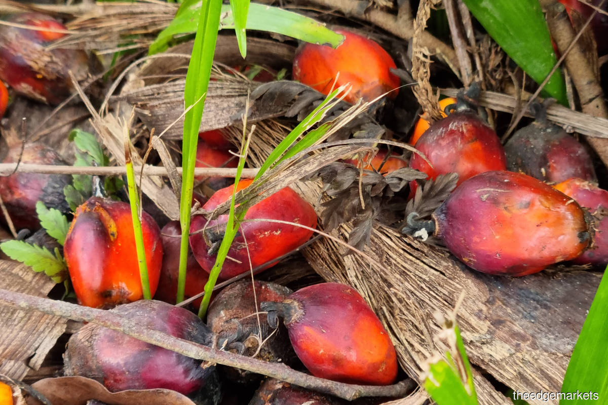 Palm oil from Malaysia and Indonesia accounts for a significant portion of India's edible oil imports. (Photo by Mohd Suhaimi Mohamed Yusuf/The Edge)